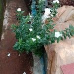 Catharanthus roseus Habit
