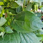 Thunbergia battiscombei Leaf