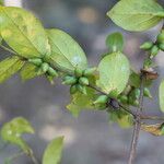 Cremaspora triflora Fruit