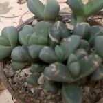 Gibbaeum petrense Hostoa