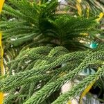 Araucaria columnaris पत्ता