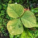 Arisaema candidissimum Levél