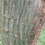 Acer capillipes Kůra