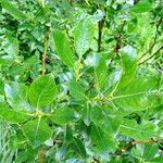 Salix bicolor List