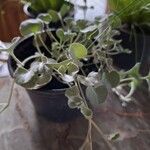 Dichondra argentea Leaf