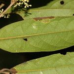 Ocotea leucoxylon Leaf