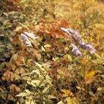 Aconitum uncinatum Habitat