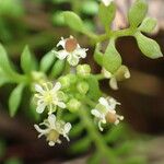 Hornungia petraea Flower