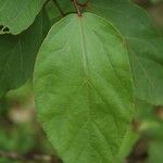 Hibiscus waimeae Feuille