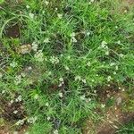 Helichrysum glumaceum Pokrój