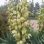 Yucca gloriosaപുഷ്പം