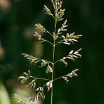 Poa pratensis Blüte