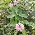 Dais cotinifolia Λουλούδι