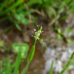 Glyceria declinata 花