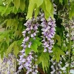 Wisteria floribundaFlower