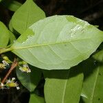 Cassipourea elliptica Levél