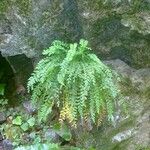 Asplenium trichomanes-ramosum অভ্যাস