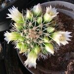 Mammillaria backebergiana Levél