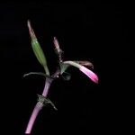 Triphora surinamensis Flower
