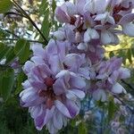 Robinia viscosa Blüte