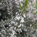 Erica arborea Frunză