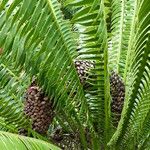 Dioon spinulosum Cvet