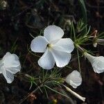 Linanthus dichotomus 花