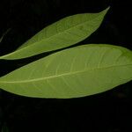 Chrysochlamys glauca Hoja