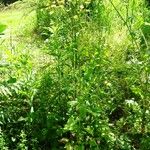 Lapsana communis 整株植物