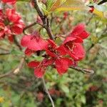 Chaenomeles speciosaBlüte