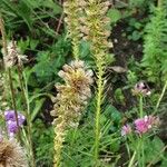 Liatris pycnostachya Fruit