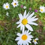 Leucanthemum ircutianumFloro