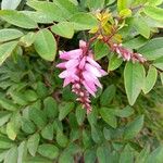 Indigofera incarnataКвітка