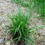 Carex ornithopoda Folha