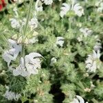 Salvia argentea Fuelha