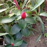 Costus spiralis Flower