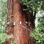 Sequoiadendron giganteum Schors