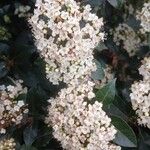Viburnum tinus Bloem