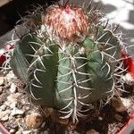 Melocactus matanzanus Blatt