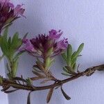 Thymus nervosus फूल