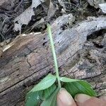 Hydrophyllum virginianum Kůra