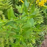 Lysimachia terrestris Leaf