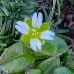 Cerastium diffusum Λουλούδι