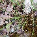 Poa bulbosa Likasa