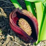 Symplocarpus renifolius Blomst