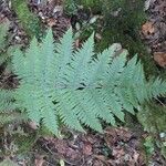 Megalastrum lanatum Blatt