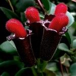 Aeschynanthus radicans Квітка