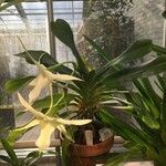 Angraecum sesquipedale Habit