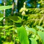 Lathyrus ochroleucus Кветка