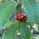 Hibbertia scandens Frukt